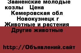 Зааненские молодые козлы › Цена ­ 4000-5000 - Кемеровская обл., Новокузнецк г. Животные и растения » Другие животные   